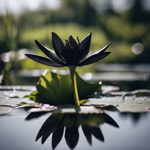 一朵漆黑的百合花静静地栖息在宁静的池塘水面上。