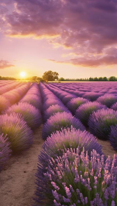 Ladang lavender yang tenang di bawah matahari terbenam berwarna kuning tua.