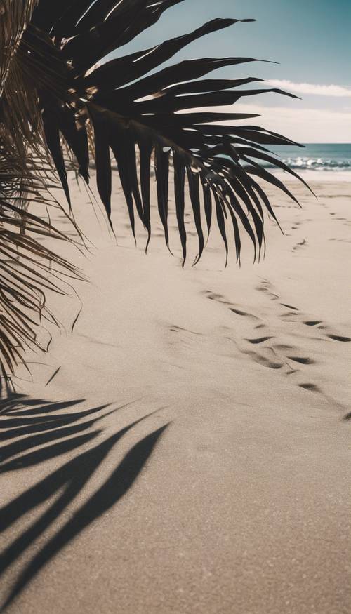 Ein schwarzes Palmblatt wirft einen langen Schatten auf einen Sandstrand.