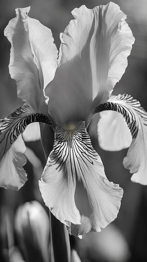 An image depicting evening light filtering through the petals of an elegant iris, rendered in a grayscale palette.