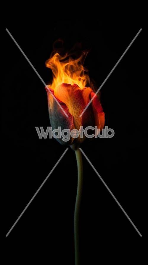 Fiery Tulip on Dark Background壁紙[b02b758775084bd9a61c]
