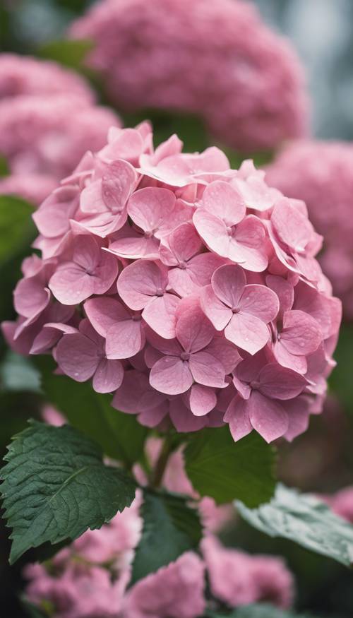 A close-up of a blooming pink hydrangea in a lush garden during springtime.