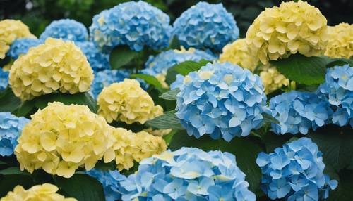ดอกไฮเดรนเยียสีน้ำเงินและสีเหลืองเรียงกันในสวนอันเขียวชอุ่มในช่วงฤดูร้อน