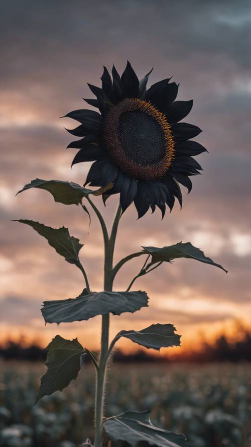 A whimsical black sunflower swaying gently in a breezy fall field under a twilight sky.