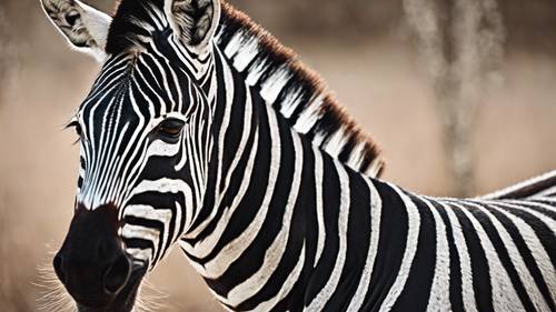 Подробный снимок, демонстрирующий уникальный рисунок полос зебры.