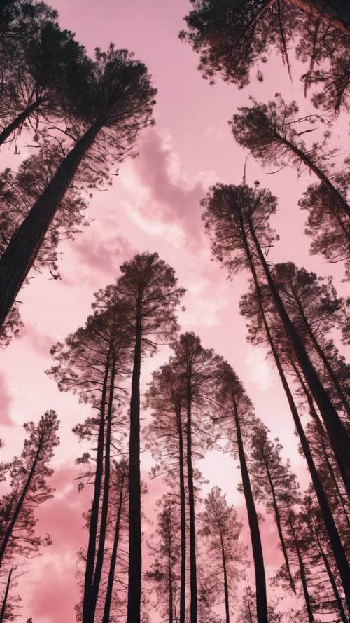 A beautiful scenery of tall pine trees under a sky filled with pink clouds.