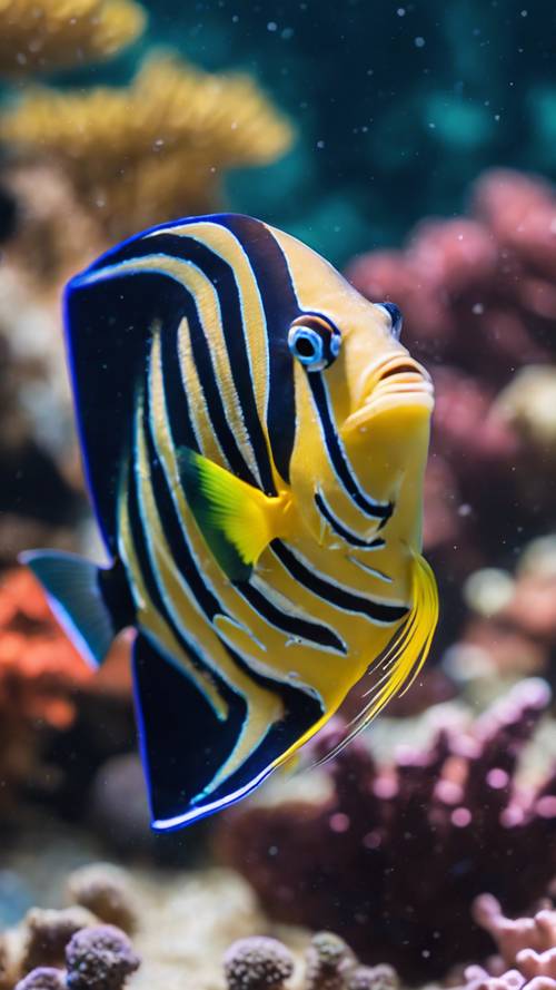 A lone angelfish swimming gracefully near a coral reef. Tapeta [1a10633fc2e84b05a412]