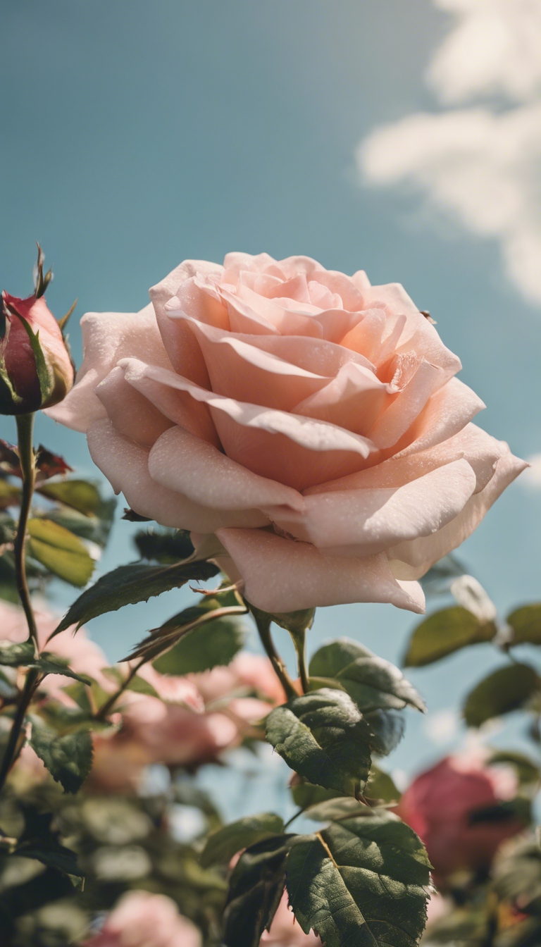 An intricate rose in full bloom set against a clear summer sky. Tapeta[cc7331312b3046a8a596]