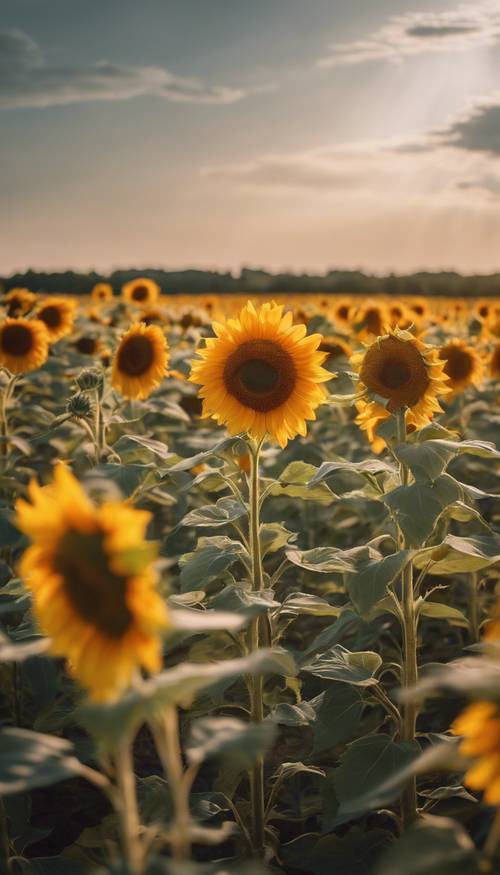 A vibrant yellow sunflower field at dusk.