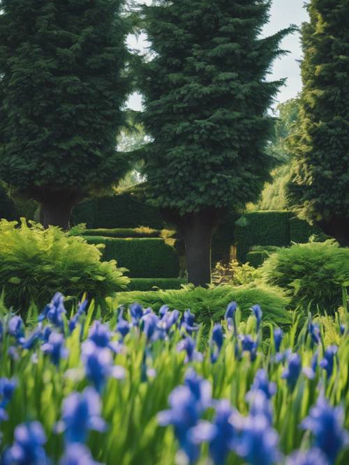 A grand garden scene with regal blue irises and fresh green conifers.