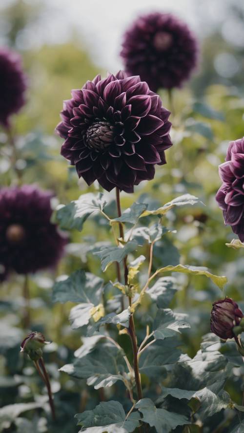 Close-up shot of a black dahlias blooming at the peak of spring.
