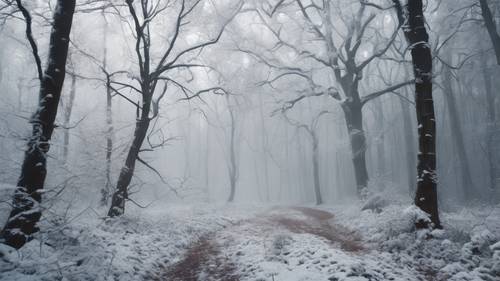 Une image enchanteresse d’une forêt brumeuse juste avant une tempête de neige avec les branches nues chargées de neige blanche et fraîche.