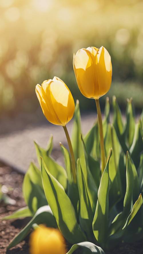 Bunga tulip kuning cerah mekar di bawah sinar matahari pagi yang cerah.