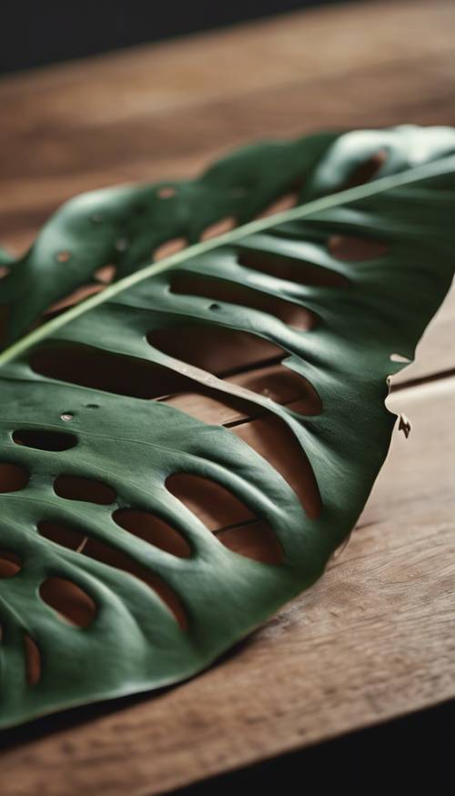 Một chiếc lá monstera xinh đẹp với những lỗ độc đáo được đặt trên bàn gỗ.