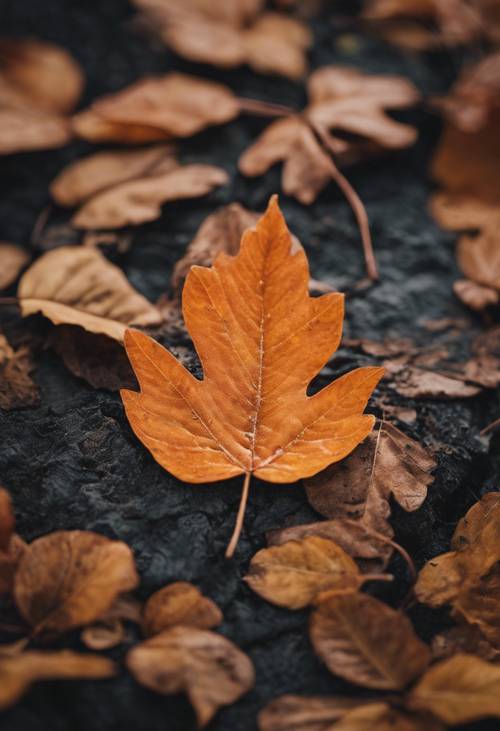 Görünür damarları ve netliği olan turuncu bir sonbahar yaprağının yakın çekim çekimi.