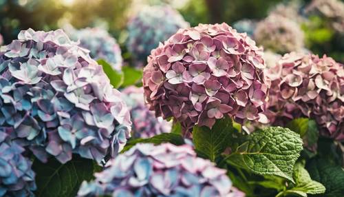 Eine Bokeh-Aufnahme von Vintage-Hortensien in voller Blüte inmitten des sommerlichen Trubels. Hintergrund [983f843ba3e64971ab08]