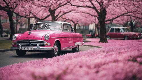 A dark pink classic car parked under cherry blossom trees