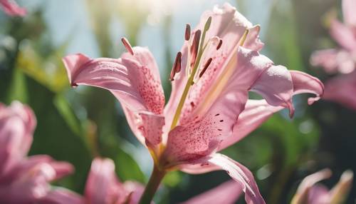 ดอกลิลลี่สีชมพูถ่ายภาพจากมุมด้านล่างอันเป็นเอกลักษณ์ นำเสนอมุมมองที่สดใหม่