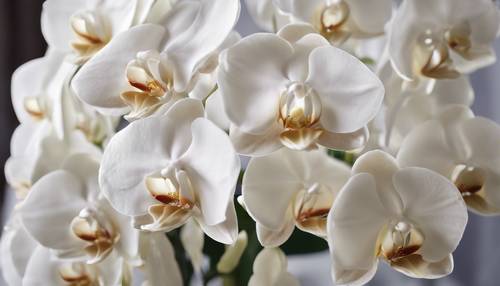 Orchidee bianche disposte meticolosamente in un bouquet da sposa.