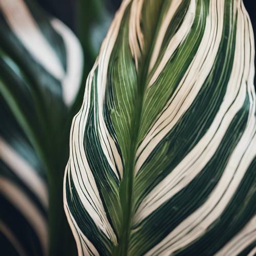 Detail view of a striped leaf of a Calathea ornata 'Sanderiana' plant.
