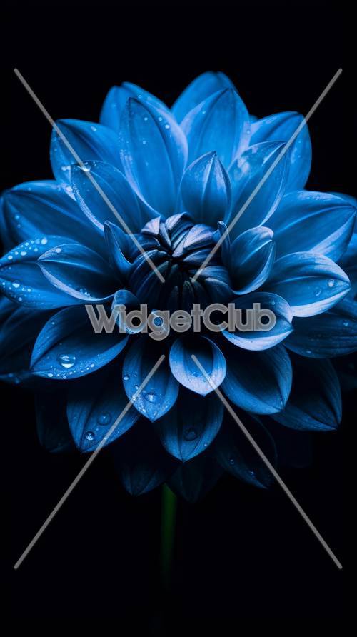 Niebieski kwiat z kroplami rosy
