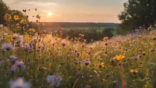 A wildflower meadow under the glow of the setting sun.