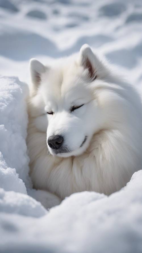Ein schlafender Samojede, der sich in einer großen Schneewehe vergräbt.