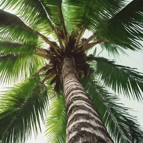 Stara, wysoka palma z chropowatą korą i żywymi zielonymi liśćmi w lesie deszczowym.