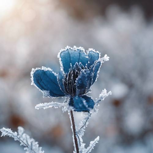 A black and blue flower, covered in frost, on a chilly winter morning.