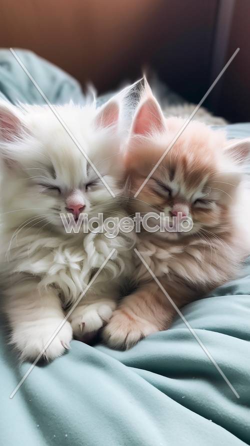 Two Cute Kittens Snuggling Together