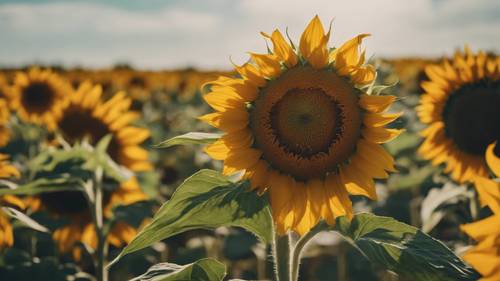 A majestic shot of a sunflower field swaying with the wind under a clear sky. Тапет [4663c9d81cf141a6a805]