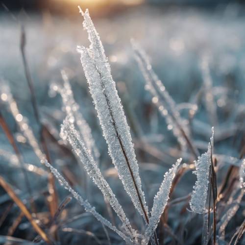 Cienkie źdźbła trawy o różnej długości pokryte szronem w zimny poranek