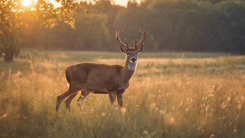A deer grazing in a meadow while the sun sets in the background.