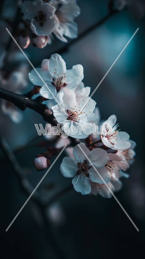 Belles fleurs de cerisier en fleurs