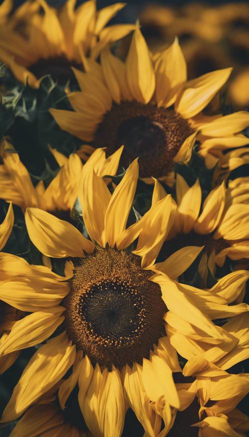 Foto jarak dekat dari bunga matahari kuning dengan detail kelopak dan biji di tengahnya. Wallpaper [2aa691f06d6d42ab8f9f]