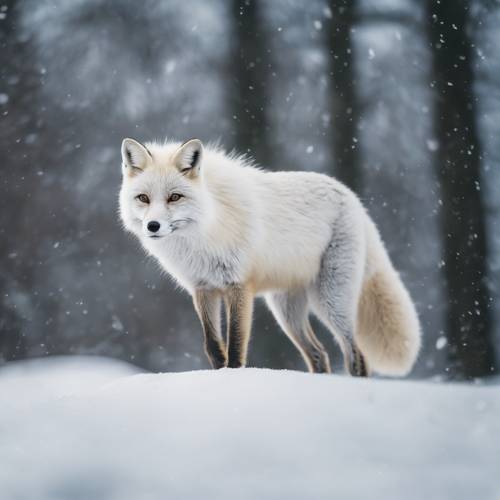 Un renard blanc chassant habilement, son corps souple prêt à bondir sur une proie sans méfiance dans la neige.