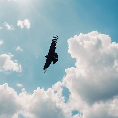 A black hawk soaring high up in bright blue sky.