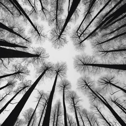 Bidikan monokrom di atas hutan selama musim gugur, fokus pada kulit pohon abu-abu.