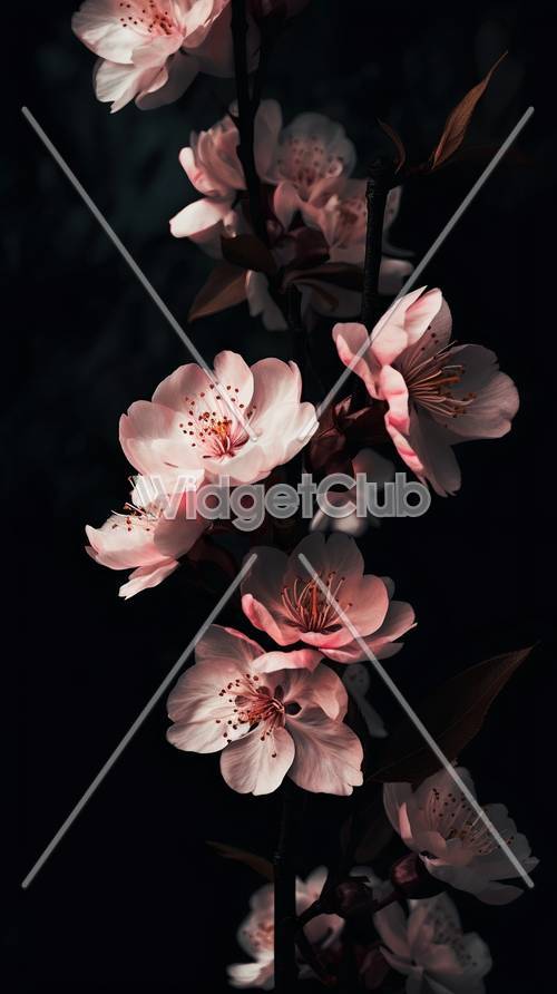 暗闇に咲く美しいピンクの花壁紙