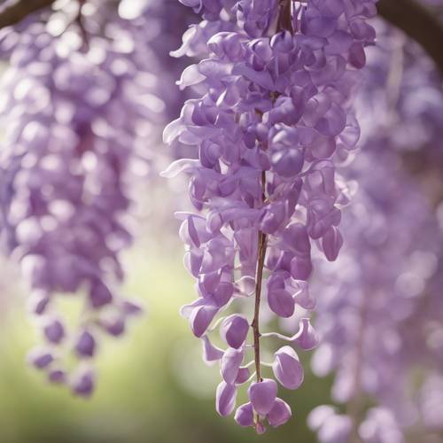 淡紫色絲綢圖案，賦予古老花園中盛開的紫藤花的神秘感和魅力。