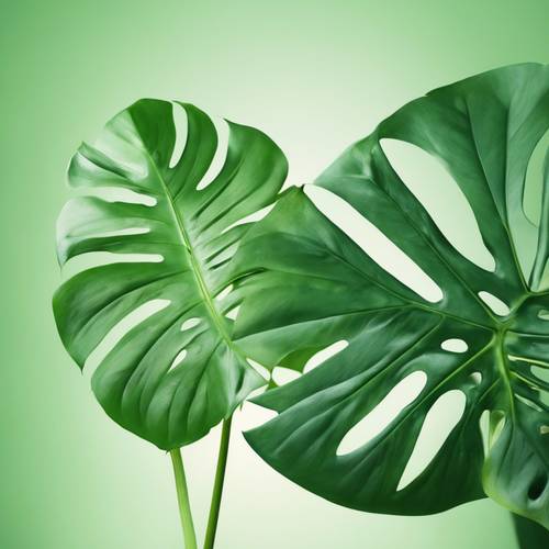 翠綠的龜背竹葉映襯著抽象的淺綠色背景。