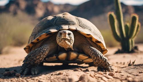 Uma tartaruga do deserto cruzando pacificamente um deserto do Arizona, pontilhado de cactos Saguaro e Fishhook Barrel.