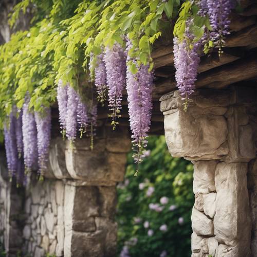 A wisteria arbor in blossom, vividly painted across an old stone wall.