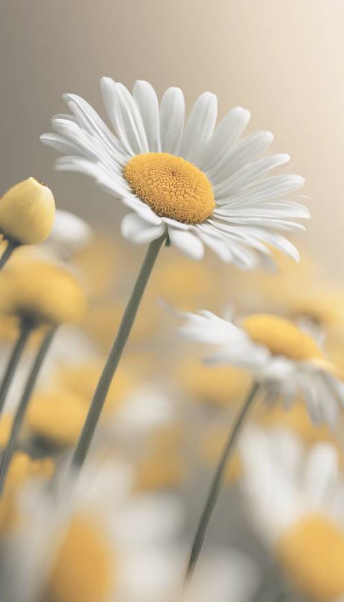 一朵盛开的雏菊的简约线条艺术，带有柔和的黄色和白色色调。