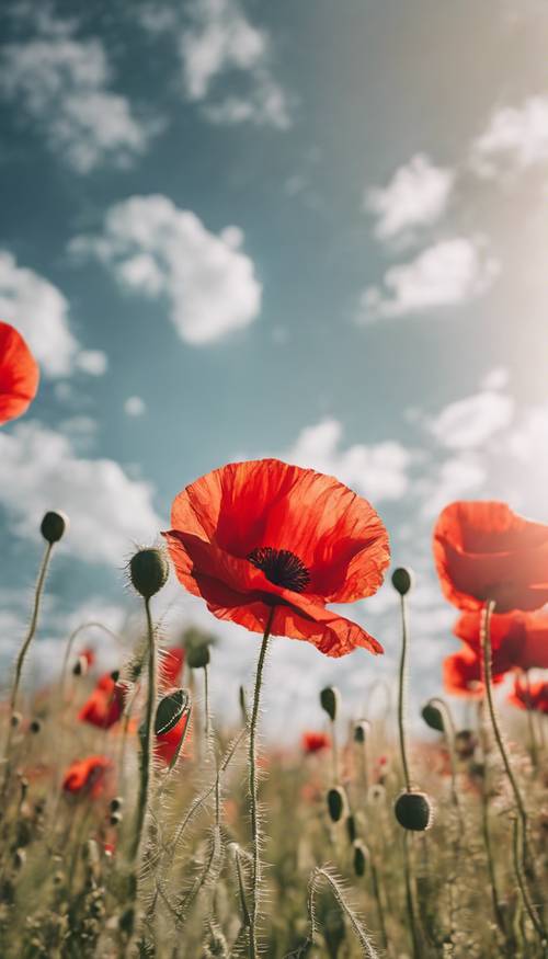 A vibrant field of red poppy flowers under the clear summer sky.