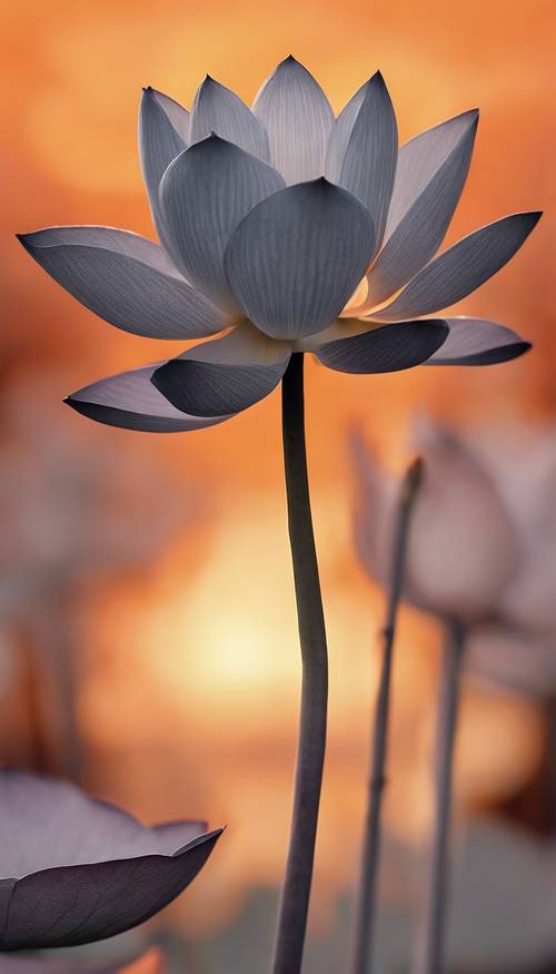 Ein paradoxes Gemälde einer grauen Lotusblume, die inmitten des feurig orangefarbenen Sonnenuntergangs blüht.