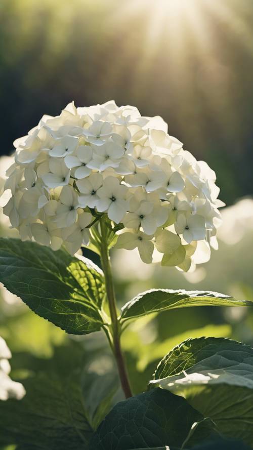 在寧靜的草地上，一朵精緻的白色繡球花在清晨的陽光下柔和地照亮。