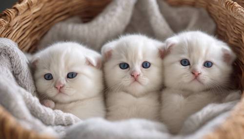 Ein Wurf von vier neugeborenen weißen Scottish Fold-Kätzchen, die zusammengekauert in einem gemütlichen Weidenkorb ein Nickerchen machen.