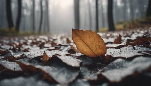 Упавший серый лист в туманном лесном пейзаже.