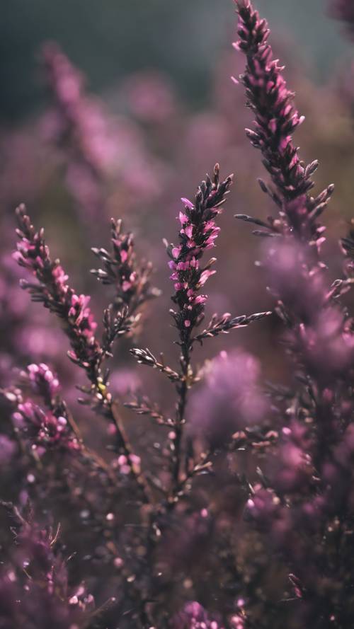A closeup of a black heather bloom, symbolising solitude and protection. Tapet [cf6e3dd2013f4a8e9ea4]